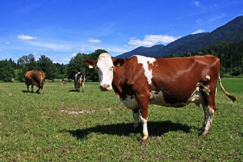 Farmhouse Soklic Bohinj Bagian luar foto
